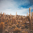 ウユニ塩湖にあるサボテンの島🌵