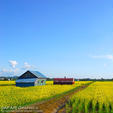 北海道滝川市の菜の花畑は、作付面積日本一！毎年5月下旬から6月上旬が見頃です。イベント会場にもなる丸加高原伝習館の周辺にある3カ所の畑のみ、菜の花の中に入って撮影することが許されており、花に包まれた写真が撮れます🌼