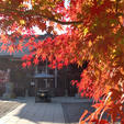 群馬
少林山達磨寺