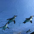 サンシャイン水族館
ペンギン水槽は、ちょっとしたアイディアでいい写真が撮れて楽しいスポットです。