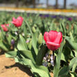 【千葉・柏】あけぼの山公園・あけぼの山農業公園
さくら山の桜は満開で、チューリップの時期は少し早かったようです。それでも一部、綺麗に咲いているのも。なんだか得した気分です。