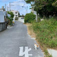 猫しか歩いていない静かな島の風景

渡嘉敷島阿波連集落