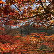 桜だけじゃないのです。紅葉狩もできます。