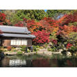 滋賀県百済寺
湖東三山の中で最も古いお寺です。
石段がキツいですが紅葉がとても綺麗でした🍁
2020/11/18