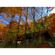 ゆのくにの森は、紅葉真っ盛り！苔の屋根の紅葉のコントラストが綺麗でした。

#石川