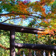 京都　嵐山　野宮神社
縁結びで有名な神社