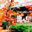 強羅公園🍁

11月下旬だとやっぱり少し旬過ぎちゃった感も
あるけどそれでも綺麗！！✨
次はもうちょい早くにも行ってみたい。