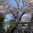 .
御嶽神社の桜
風で散った花びらが 絨毯になってて綺麗だった、、🌸