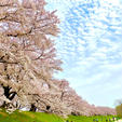 京都　背割堤の桜