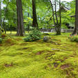 京都・大原の三千院。お庭は一面ふかふかの苔で覆われていました。