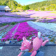 花のじゅうたん🌸🌸

◎兵庫県三田市◎