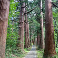 立派な杉並木が続く羽黒山の参道。木陰になってるので夏でもわりと歩きやすいけど、でも2400段も登り降りするとさすがに汗だくでした。