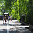 「みちのくの小京都」角館
人力車に乗って武家屋敷通りを散策