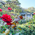 鎌倉といえば、大仏や鶴岡八幡宮というイメージがあるかもしれませんが、花の名所として有名なスポットが「鎌倉文学館」です。
鎌倉を拠点に活動した文人の作品を見ることができるほか、春と秋には庭園に美しいバラを見ることができます！

#鎌倉 #鎌倉文学館 #バラ #長谷 #由比ヶ浜 #サトホーク