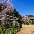 奈良県宇陀市にある大野寺では、例年3月下旬頃から桜が見頃になり、観光客でにぎわいます。

2本あるコイトシダレザクラは、樹齢300年と言われています。木が衰え、以前より花が少なくなりましたが、風情があります。境内や周辺には、他にもベニシダレザクラなどが多数咲き、とても美しいです。

すぐそばを流れる宇陀川の対岸には、自然の岩に彫られた磨崖仏があり、境内から見られます。