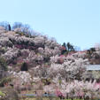 📍花見山/福島