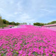 とろとろしていたら、もう満開の知らせが！

市貝町の芝桜公園は本州最大級の面積と言われています。





#市貝町芝桜公園 #栃木県市貝町 #olive