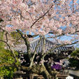 和歌山　粉河寺

見どころたくさんのお寺
桜も満開