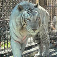 埼玉県宮代町にある動物園に行きました！
結構楽しい動物園でした！