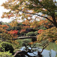 神戸市の都市公園で唯一の日本庭園【相楽園】
とても大きな庭園で、泉回遊式日本庭園。
飛石や石橋、また水の流れや滝石組など深山幽谷の景を見ることができます。
池に面する茶室「浣心亭」が、庭園の景観と調和しています。
秋の紅葉は、とっても見応えあります。