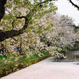弘前桜🌸の花筏