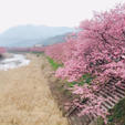 静岡の河津桜。
8部咲きくらいでしたが、とても綺麗。