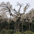 ３月末、小田原長興山紹太寺にて。
樹齢は340年以上、歴史のある桜です。ちょうど見頃でした。