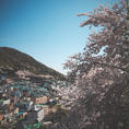 桜が満開でした🌸