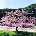 大阪
長居公園の桜🌸