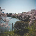 千鳥ヶ淵の桜🌸散り桜と菜の花がとっても綺麗でした！来週には葉桜かなぁ。