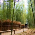 京都 嵐山
過去pic