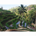 Bali🌴
#ricefield #ubud #bali