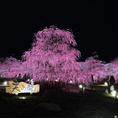 三重県　梅🌸　鈴鹿の森庭園
入場料は見頃により変更。最高1700円
見頃👏
珍しい梅のライトアップ
最高に綺麗。

2020/2/23