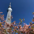 東京　押上
スカイツリーと桜