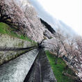 大津の第一疏水の桜