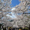 福岡県朝倉市　秋月城

3月末に秋月城跡の桜並木を見てきました。
曇りのち雨は有り難いことに外れ
ぽかぽか陽気の晴天！
両側で綺麗に咲き誇る桜は
とっても綺麗で、
荒んだ心を少しだけ落ち着かせてくれました。

この近くにある月の峠というパン屋さんにも立ち寄り、
お昼過ぎに到着したらすでに列が…
駐車場も満車状態でした。
一番人気のカレーパンや他にもいくつか買って
大人しく車の中で頂きました。
中のカレーだけでも販売してほしいくらい
定番受けする食べやすいカレー！

コロナ対策で店内には二組・最小限の人数となってました。