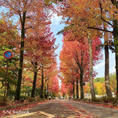 📍石川県 金沢
紅葉の銀杏並木