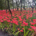 埼玉県🌷︎

巾着田曼珠沙華まつり