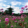 世界遺産の法起寺に建つ日本最古の三重塔と、コスモス。奈良はコスモスや彼岸花や、野の花がきれいなスポットが多いような🌼