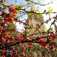 st. mary church と梅の花
#oxford