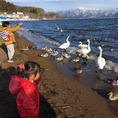 福島・猪苗代湖
冬には白鳥が飛来。こんなに間近に寄っても逃げません。子供たち大喜び！
背後には磐梯山あり。