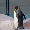 埼玉県白岡市
#東武動物公園#ペンギン