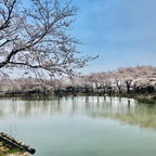 茨城県つくば市北条大池🌸✨