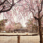 那須高原 南ヶ丘牧場
朝早くから動物達とのんびり