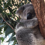 シドニー
タロンガ動物園
抱っこできなかったけど まじかで見れて
癒されました