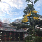 京都。大覚寺の嵯峨菊