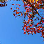 もみじ狩り🍁

#宮島 #もみじ狩り