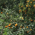 静岡と言ったらこれ、冬の果物と言ったらこれですよね🍊