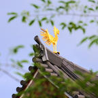 京都
平等院