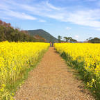 伊良湖菜の花ガーデン .